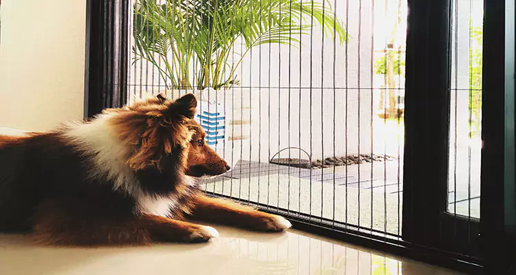Sliding Screen Pet Door Repair in Holiday, FL