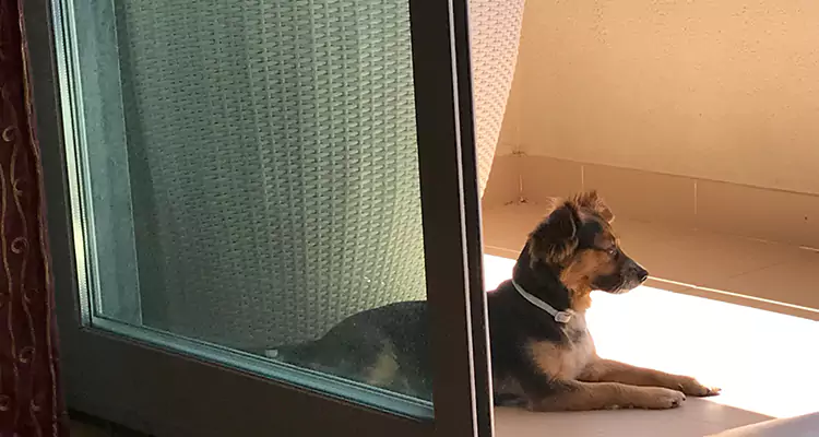 French Door Pet Screen Repair in Holiday, FL